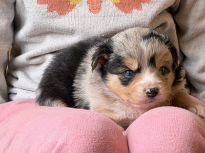 Les chiots de Berger Américain Miniature 