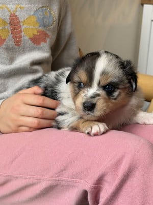 Les chiots de Berger Américain Miniature 