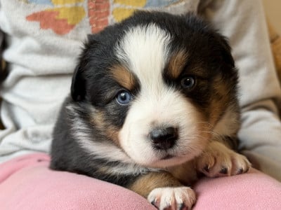 Les chiots de Berger Américain Miniature 