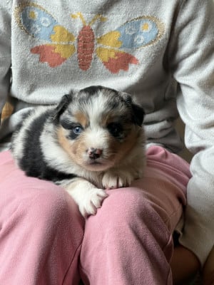 Les chiots de Berger Américain Miniature 