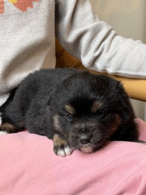 Les chiots de Berger Américain Miniature 