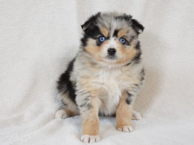 Les chiots de Berger Américain Miniature 