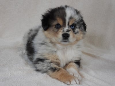 Les chiots de Berger Américain Miniature 