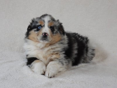 Les chiots de Berger Américain Miniature 