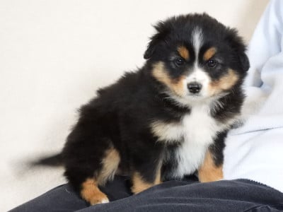 Les chiots de Berger Américain Miniature 