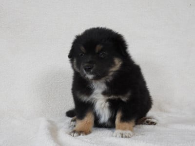 Les chiots de Berger Américain Miniature 