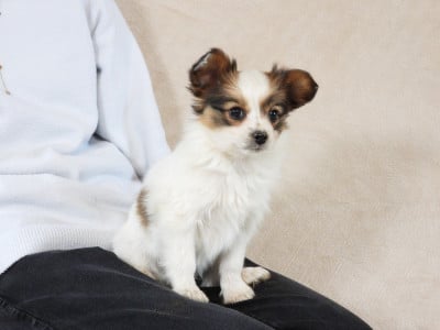 Les chiots de Epagneul nain Continental (Papillon)
