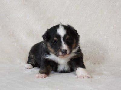 Les chiots de Shetland Sheepdog