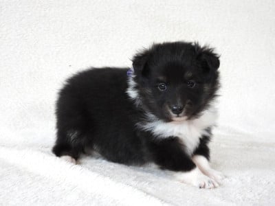 Les chiots de Shetland Sheepdog
