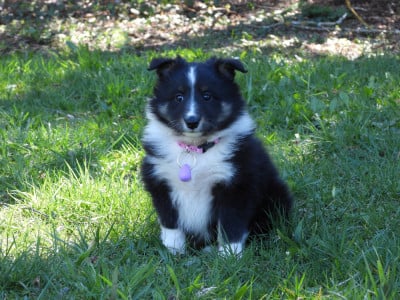 Les chiots de Shetland Sheepdog