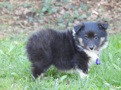 Les chiots de Shetland Sheepdog