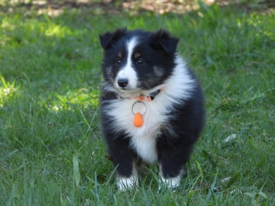Les chiots de Shetland Sheepdog