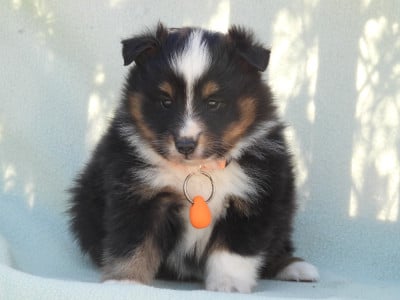 Les chiots de Shetland Sheepdog