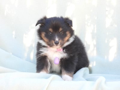 Les chiots de Shetland Sheepdog
