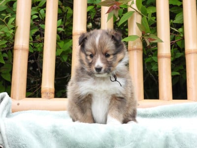 Les chiots de Shetland Sheepdog