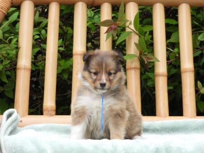 Les chiots de Shetland Sheepdog