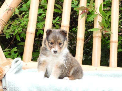 Les chiots de Shetland Sheepdog