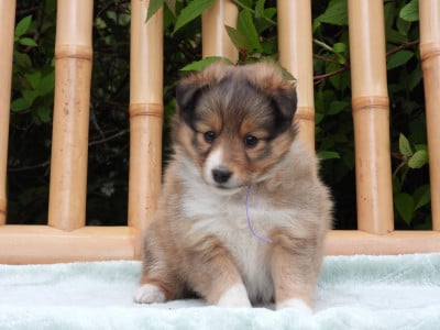 Les chiots de Shetland Sheepdog