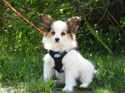 Les chiots de Epagneul nain Continental (Papillon)