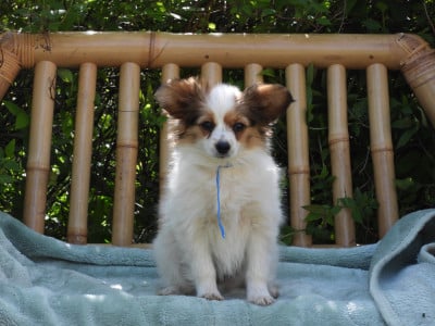 Les chiots de Epagneul nain Continental (Papillon)