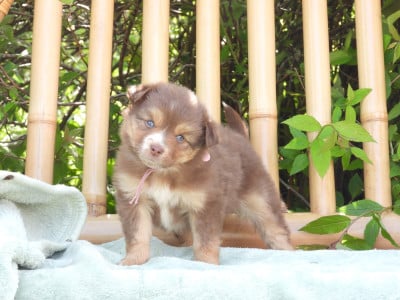 Les chiots de Berger Américain Miniature 