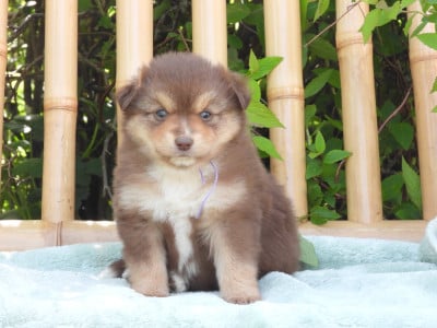 Les chiots de Berger Américain Miniature 