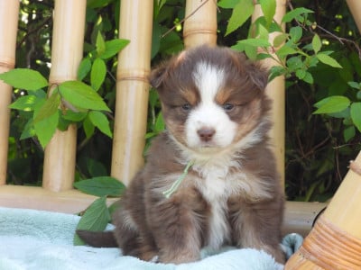 Les chiots de Berger Américain Miniature 