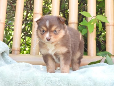 Les chiots de Berger Américain Miniature 