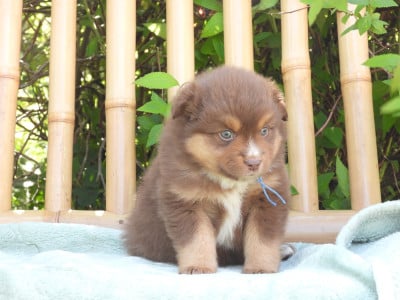 Les chiots de Berger Américain Miniature 