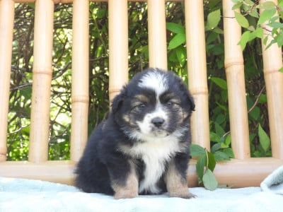 Les chiots de Berger Américain Miniature 