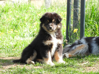 Les chiots de Berger Américain Miniature 