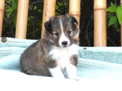 Les chiots de Shetland Sheepdog