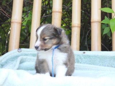 Les chiots de Shetland Sheepdog