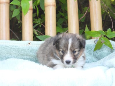Les chiots de Shetland Sheepdog