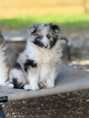 Les chiots de Shetland Sheepdog