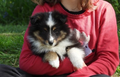Les chiots de Shetland Sheepdog