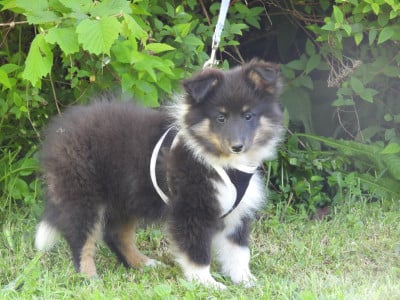 Les chiots de Shetland Sheepdog