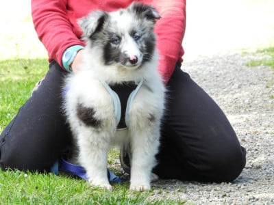 Les chiots de Shetland Sheepdog