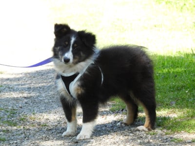 Les chiots de Shetland Sheepdog