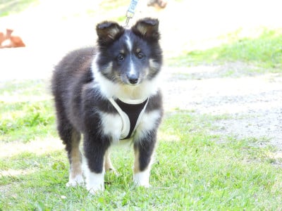 Les chiots de Shetland Sheepdog