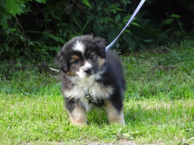 Les chiots de Berger Américain Miniature 