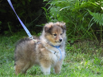 Les chiots de Shetland Sheepdog