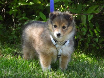 Les chiots de Shetland Sheepdog