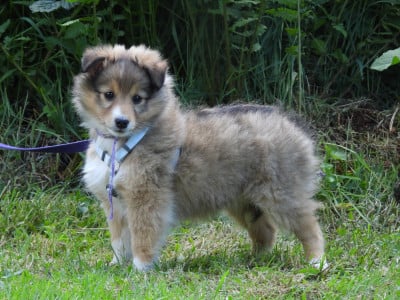 Les chiots de Shetland Sheepdog