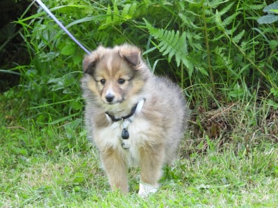 Les chiots de Shetland Sheepdog