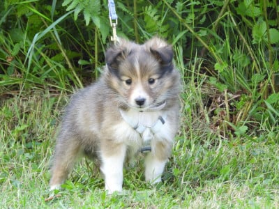 Les chiots de Shetland Sheepdog