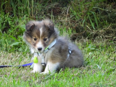 Les chiots de Shetland Sheepdog