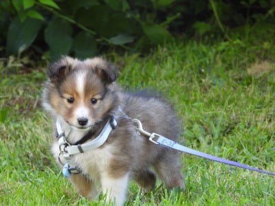 Les chiots de Shetland Sheepdog