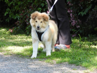 Les chiots de Shetland Sheepdog