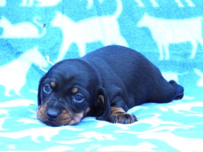 Les chiots de Teckel poil ras
